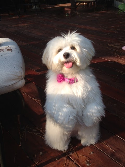 Coton de tulear maryland